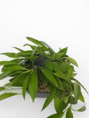 Hoya pubicorolla hsi 037