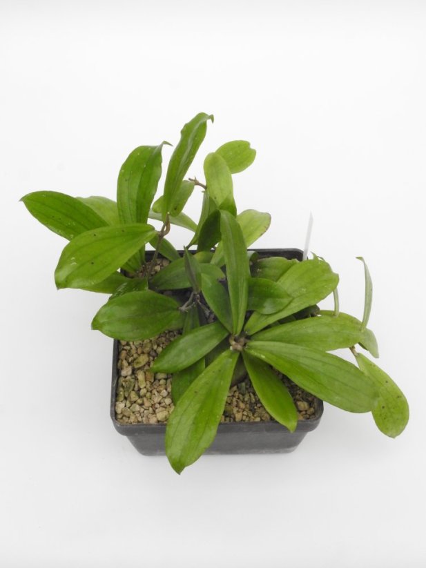 Hoya erythrina