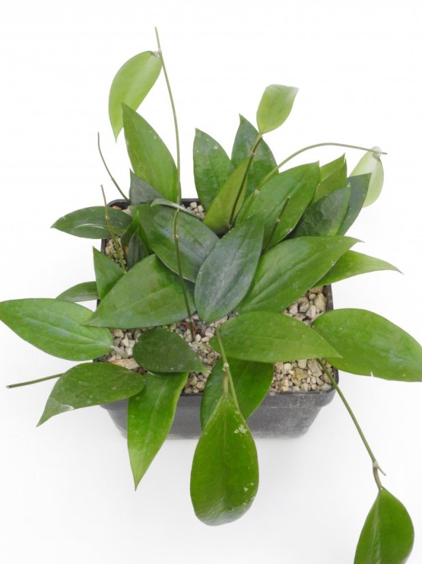 Hoya cinnamomifolia var. purpureofusca