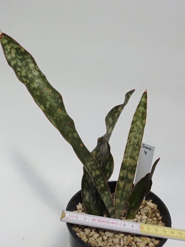 Sansevieria kirkii var. pulchra   No.4