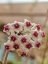 Hoya Obovata Variegata