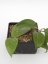 Hoya Fuscomarginata