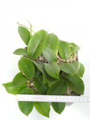 Hoya magnifica AH 0240