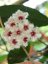 Hoya caudata sumatra