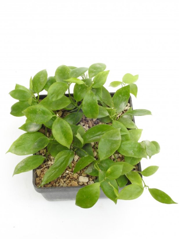 Hoya diptera žl. kv.