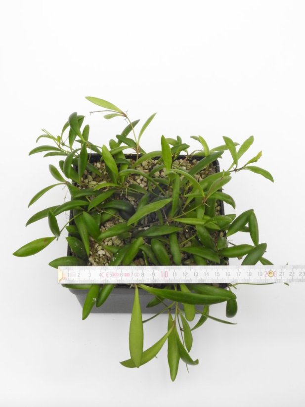 Hoya loheri