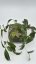 Hoya erythrina Cameroon Island