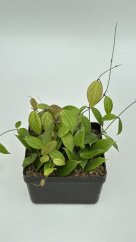 Hoya butleriana