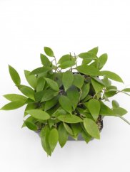 Hoya acuta nova blte ves bis creme