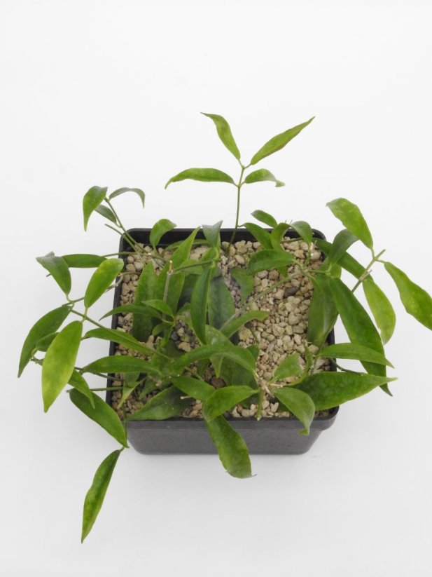 Hoya filiformis