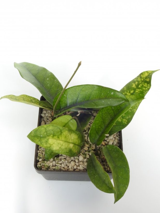 Hoya sp. tam dao