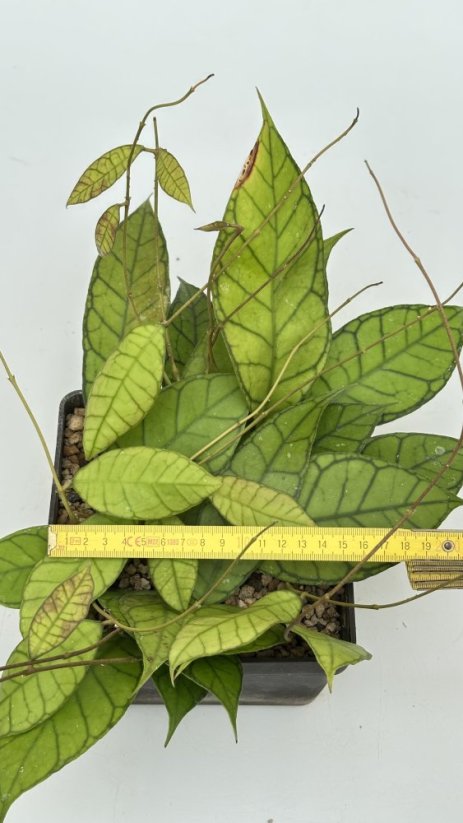 Hoya sp. poring