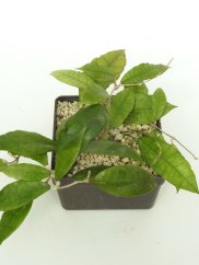 Hoya Nong Nooch IML 1541