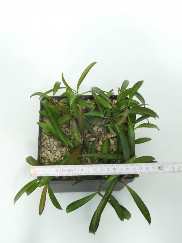 Hoya kentiana