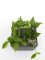 Hoya polyneura