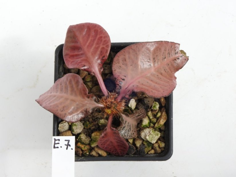 Euphorbia francoisii hybrid  No.7