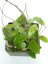 Hoya prachinburi black leaves