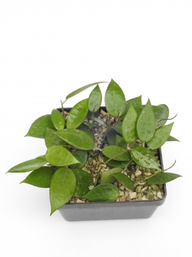Hoya anjuk ladang ma07