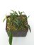 Hoya Sp. Aff. Wrayi