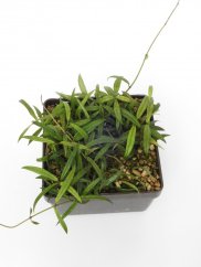 Hoya pauciflora