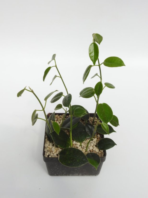 Hoya optimistic
