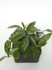 Hoya Stardust