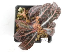 Euphorbia francoisii hybrid  No.39