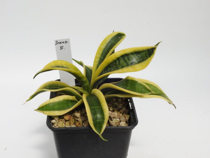 Sansevieria trifasciata sp. No.5