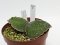 Sansevieria kirkii silver blue  No.11