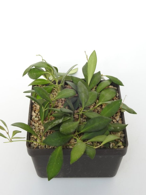 Hoya Tsangii