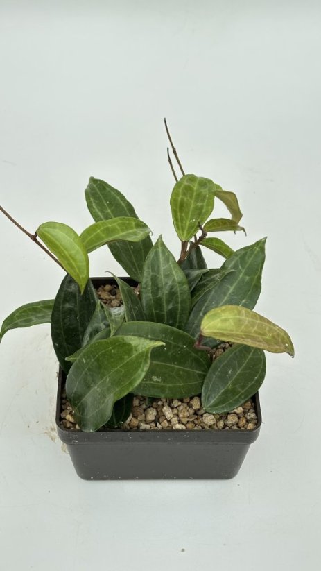 Hoya tjadasmalangensis