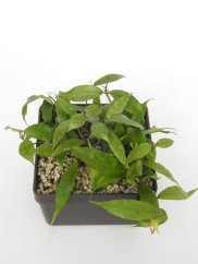 Hoya Pusilla Malaysia