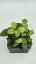 Hoya David's Cup Green