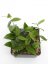 Hoya dasyantha