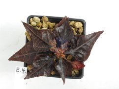 Euphorbia francoisii hybrid  No.4