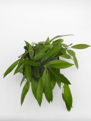 Hoya pubicorolla hsi 037