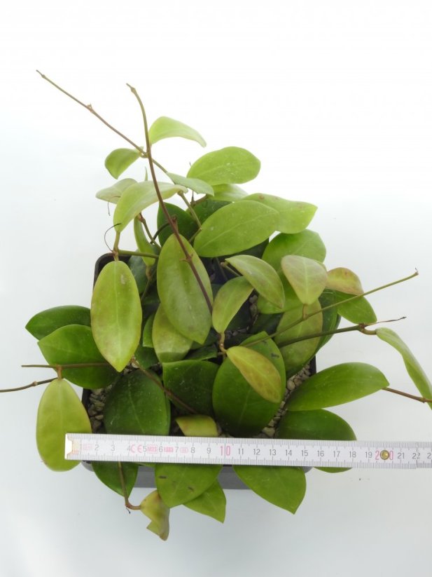 Hoya mindorensis cv. red star