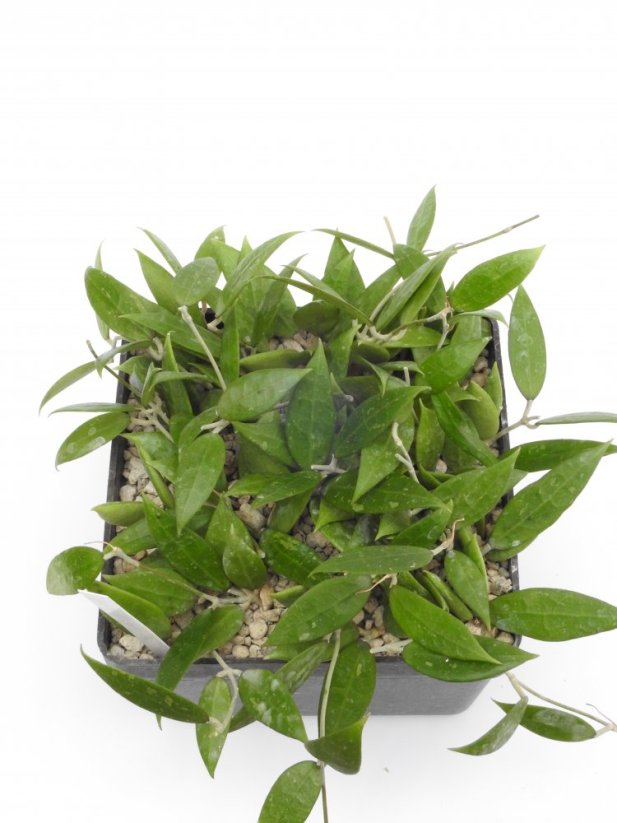 Hoya bogor 166