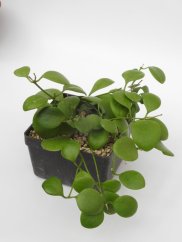 Hoya Kastbergii
