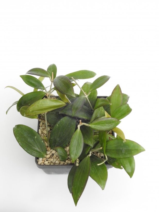 Hoya nicholsoniae