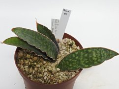 Sansevieria mafinga CG163.1  No.13