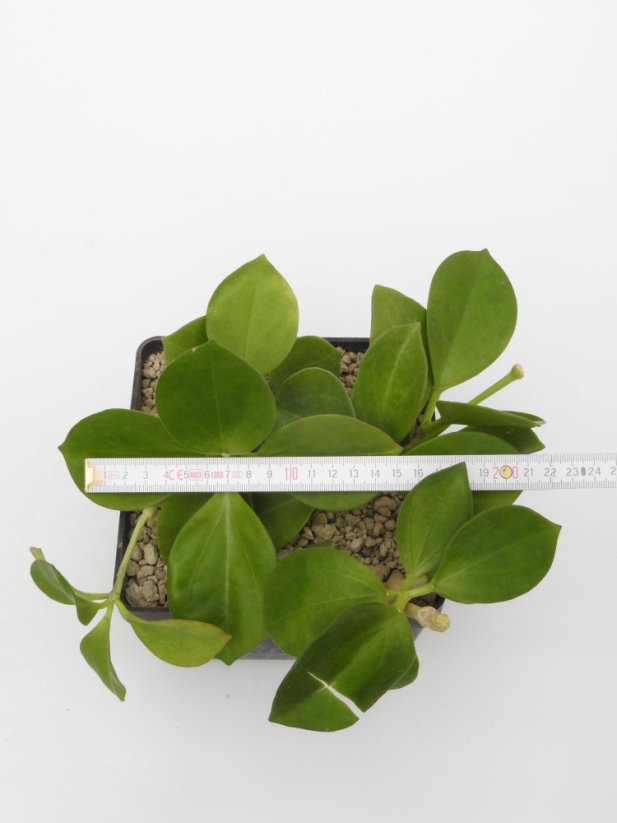 Hoya pachyclada