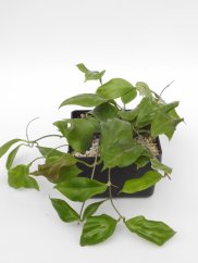 Hoya Chuniana