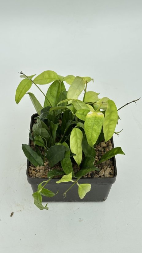 Hoya campanulata
