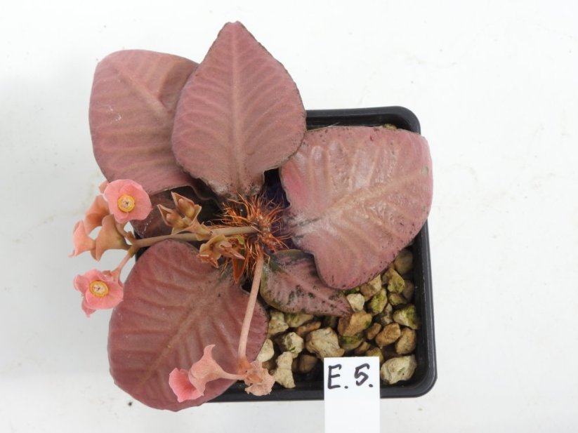 Euphorbia francoisii hybrid  No.5