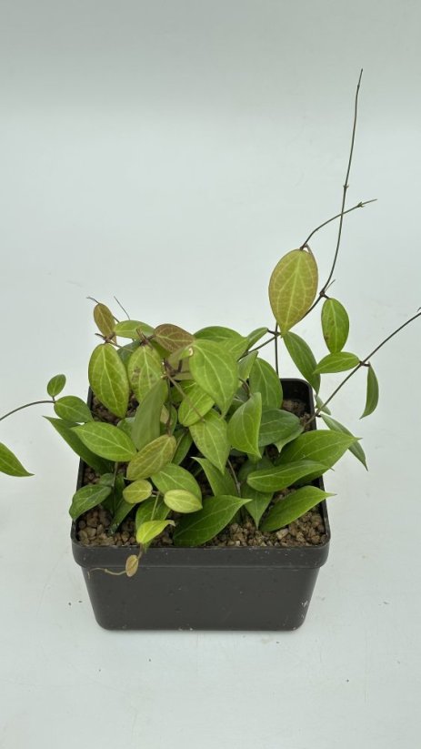 Hoya butleriana