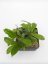 Hoya erythrina