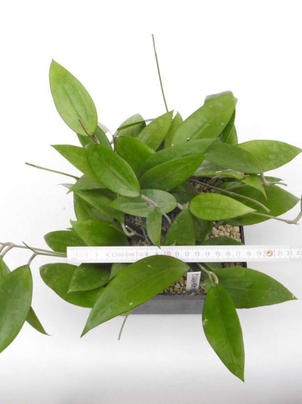 Hoya cinnamomifolia