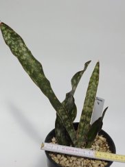 Sansevieria kirkii var. pulchra   No.4