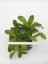 Hoya erythrina